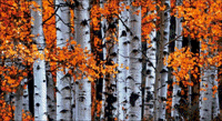 пано осеннее - лес, деревья, осень, пано - предпросмотр