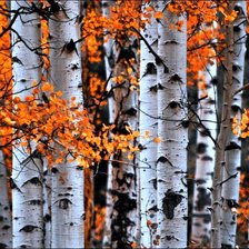 Схема вышивки «пано осеннее»