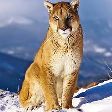 Схема вышивки «кугуар»