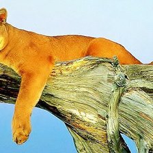 Схема вышивки «пума отдыхает»