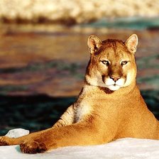 пума купается