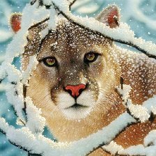 Схема вышивки «пума зимой»