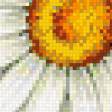 Предпросмотр схемы вышивки «Красивые ромашки» (№540766)
