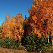 Схема вышивки «осень»