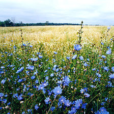 Схема вышивки «поле»