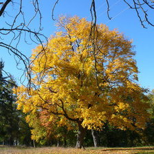 Схема вышивки «осень»