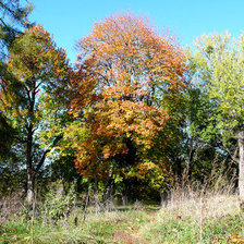 Схема вышивки «осень»