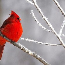 Схема вышивки «зимородок»