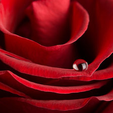 Схема вышивки «капля на лепестке розы»