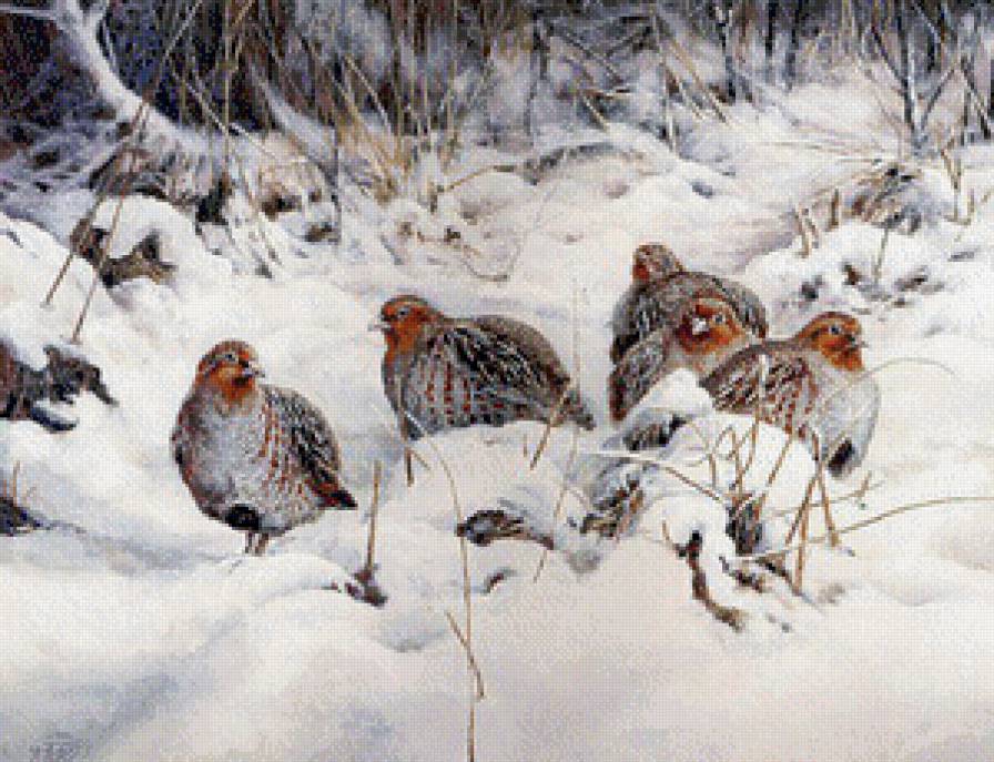 куропатки - снег, тетерев, фазан, куропатки, пейзаж, серия птицы, перепел, зима - предпросмотр