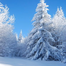 Схема вышивки «лесная красавица»