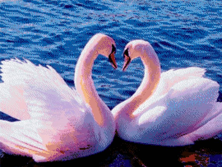 лебеди - лебеди, птицы - предпросмотр