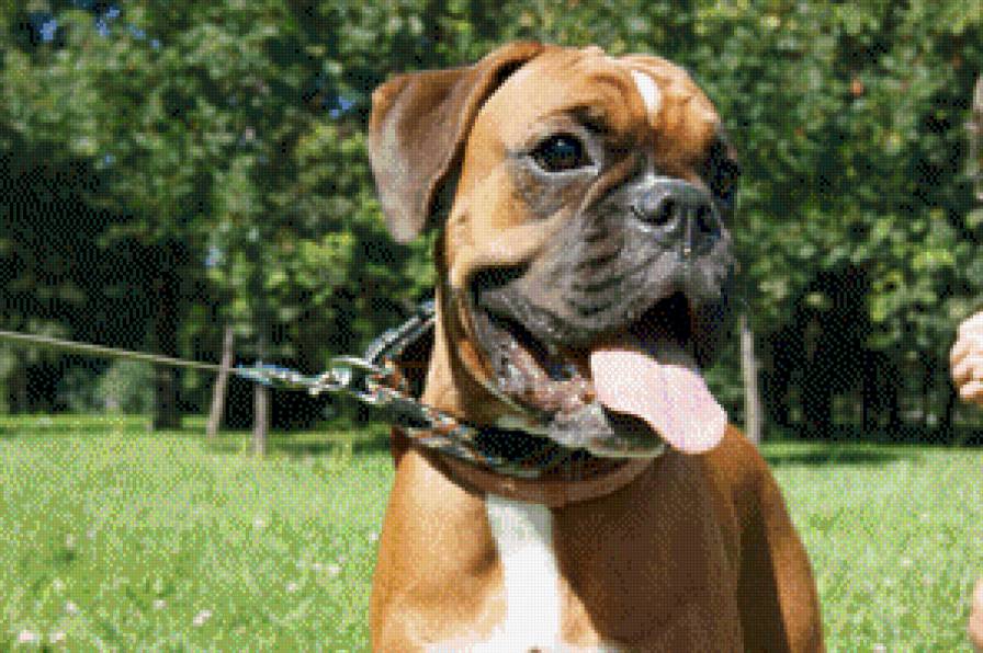 Моя собака - предпросмотр