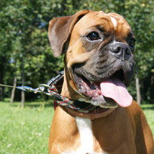 Схема вышивки «Моя собака»