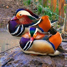 Схема вышивки «утки-мандаринки»