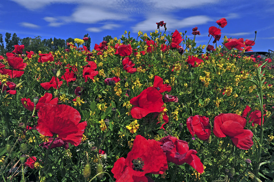 маки - сер.цветы - оригинал