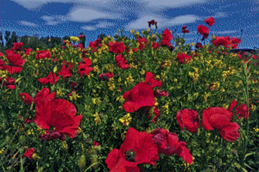 маки - сер.цветы - предпросмотр