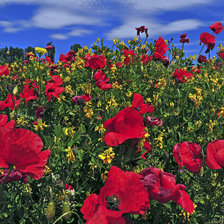 Схема вышивки «маки»