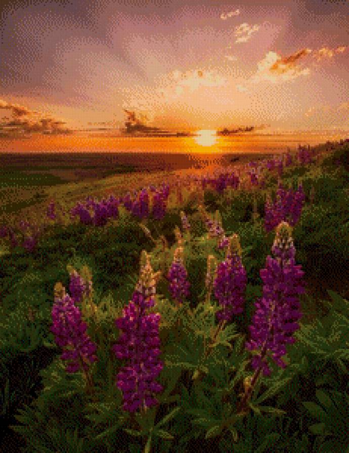 Закат - поле, цветы, закат, люпин - предпросмотр