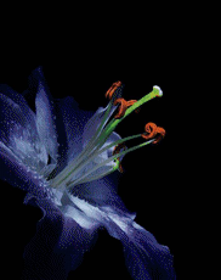 Лилия на черном - цветы, лилии - предпросмотр