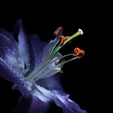 Схема вышивки «Лилия на черном»