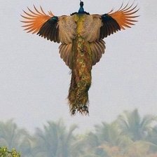 Схема вышивки «павлин»