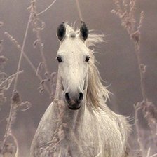 Схема вышивки «Туманное утро»