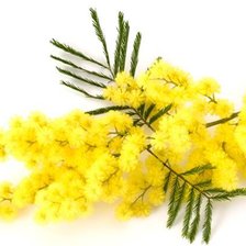 Схема вышивки «мимоза»