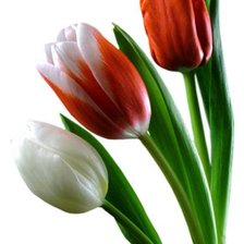 Схема вышивки «тюльпаны»