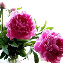 Схема вышивки «пионы»