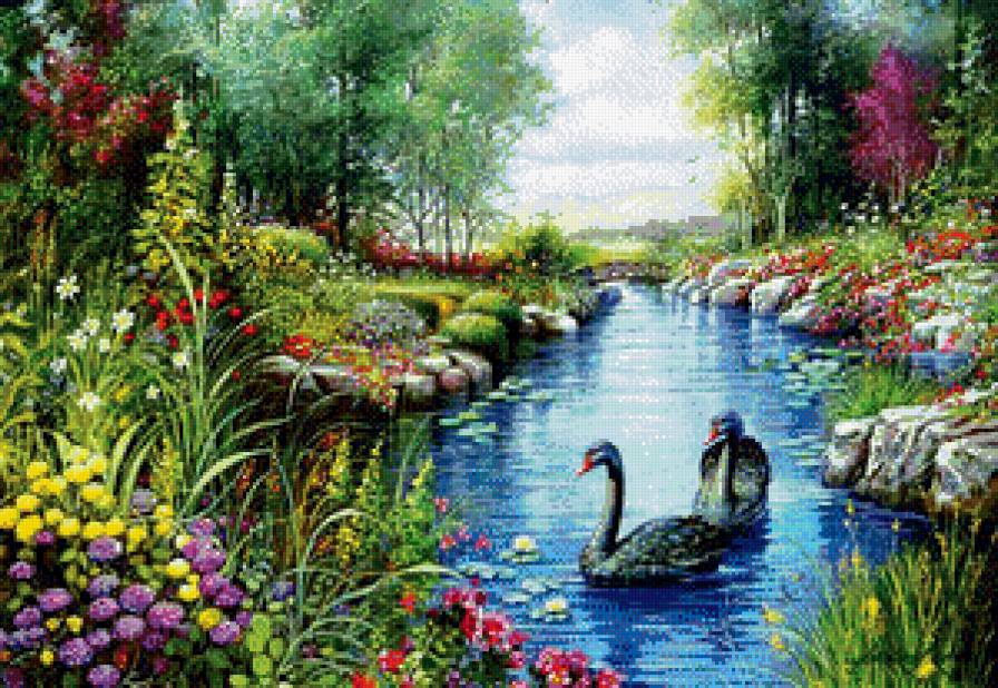черные лебеди - пейзаж, река, лебеди, природа, цветы - предпросмотр