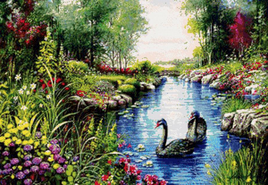 черные лебеди - природа, цветы, река, пейзаж, лебеди - предпросмотр