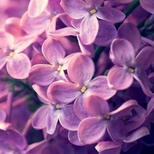 Схема вышивки «Сирень фиолетовая»