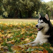Схема вышивки «собака»