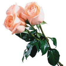 Схема вышивки «розы»