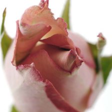 Схема вышивки «роза»