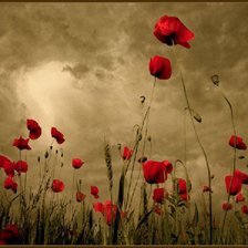 Схема вышивки «маки»