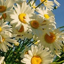 Схема вышивки «Ромашки»