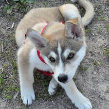 Схема вышивки «Алиска»