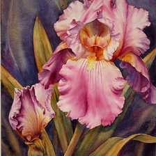 Схема вышивки «ИРИСЫ»