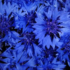 Схема вышивки «Васильки»