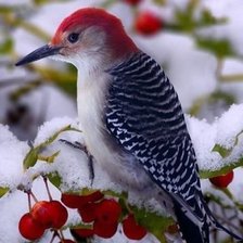 Схема вышивки «Дятел»