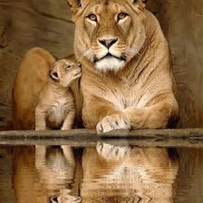 Схема вышивки «Львица с детёнышем»