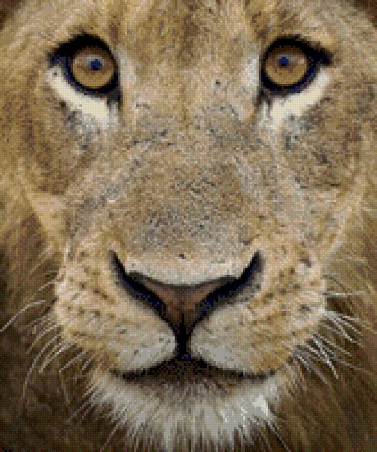 Лев - львы, животные, взгляд - предпросмотр