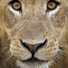 Схема вышивки «Лев»