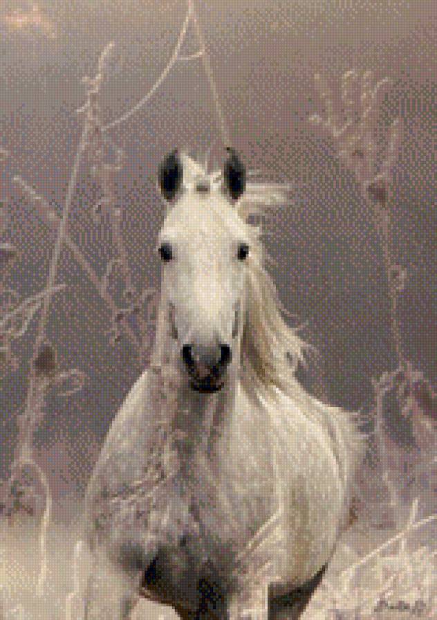 Белая лошадь - предпросмотр