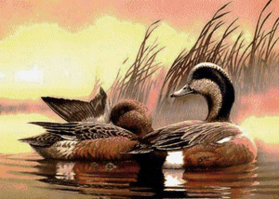 утки на озере - природа, пейзаж, утки, птицы, озеро - предпросмотр