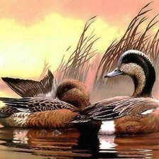 утки на озере