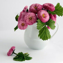 Пышные астры