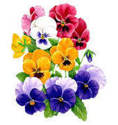 Схема вышивки «анютины глазки»